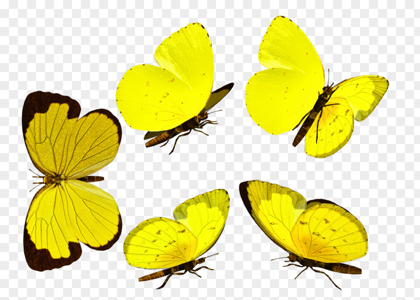 Butterfly Clouded Yellows Monarch Gossamer-winged Butterflies Brush-footed PNG