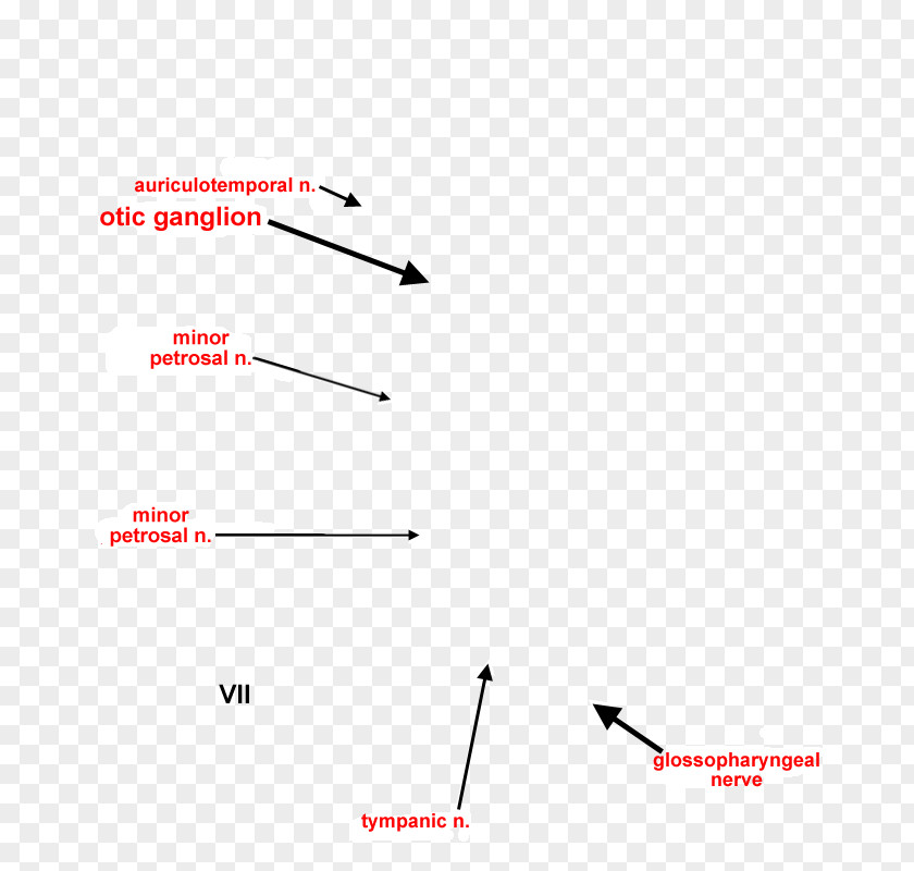 Ear Anatomy Otic Ganglion Submandibular Drawing Nerve PNG