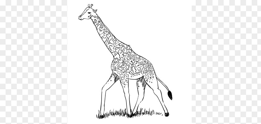 Giraffe Cartoon Drawing Northern Even-toed Ungulates Line Art Animal PNG