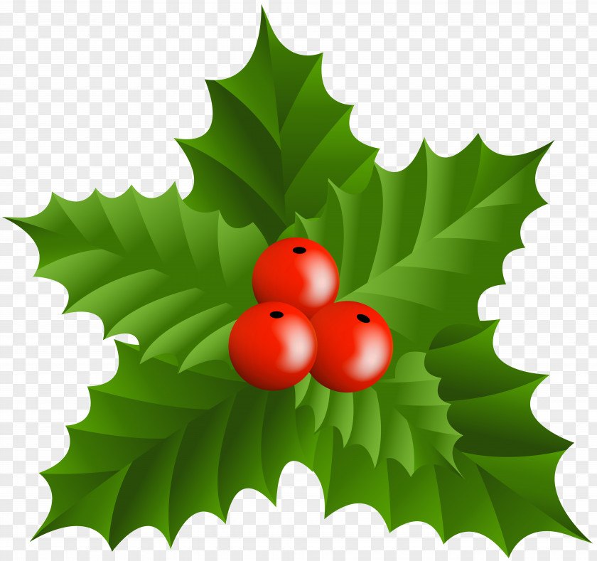 Mistletoe Christmas Holly Clip Art PNG