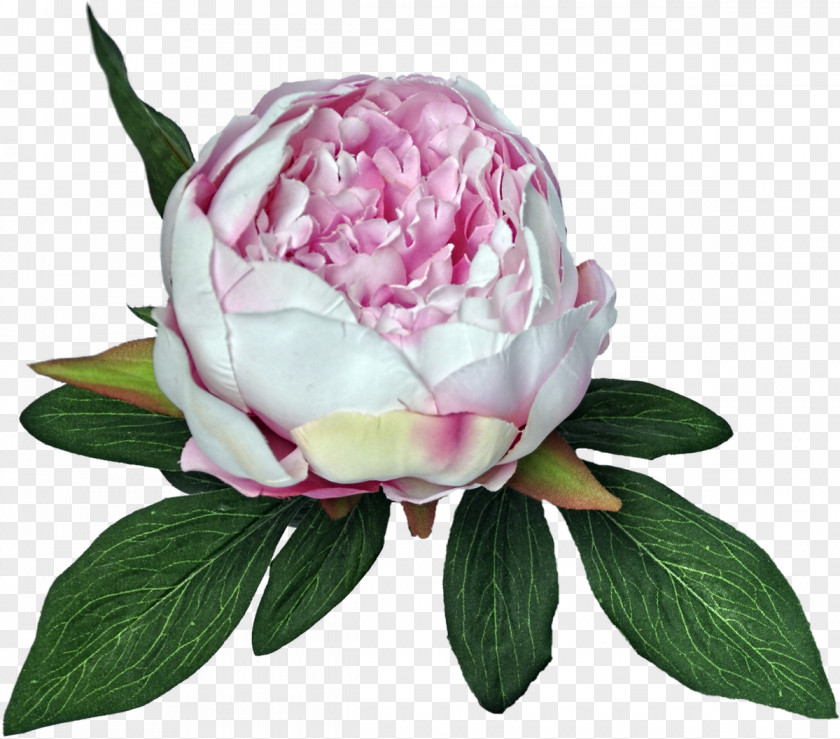 Peony Cabbage Rose Cut Flowers PNG