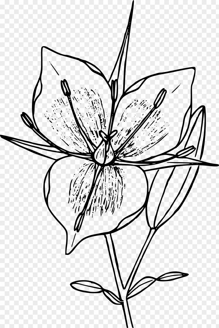 Flower Floral Design Line Art Clip PNG