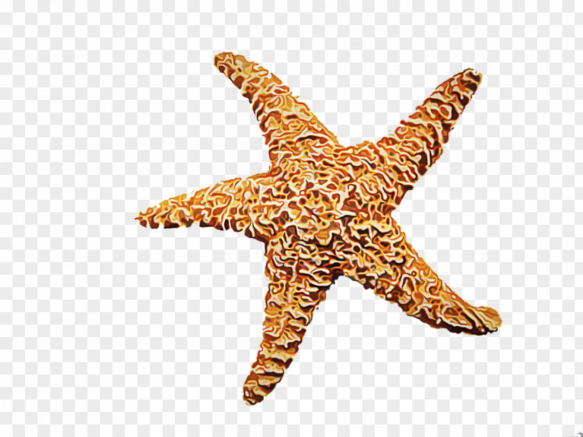 Invertebrate Marine Invertebrates Starfish Cartoon PNG