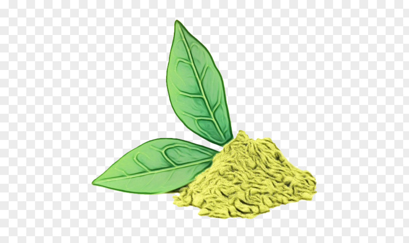 Lemon Basil Food Green Tea Leaf PNG