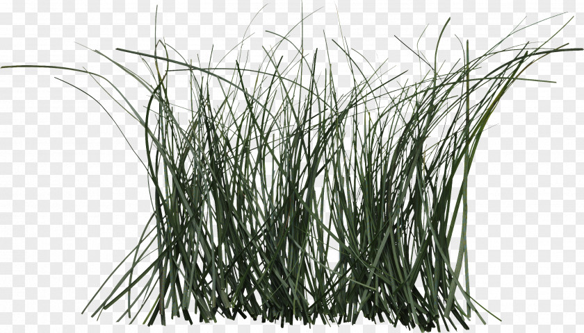Mosquito Grass Cymbopogon Citratus Plant Rattan Herb PNG