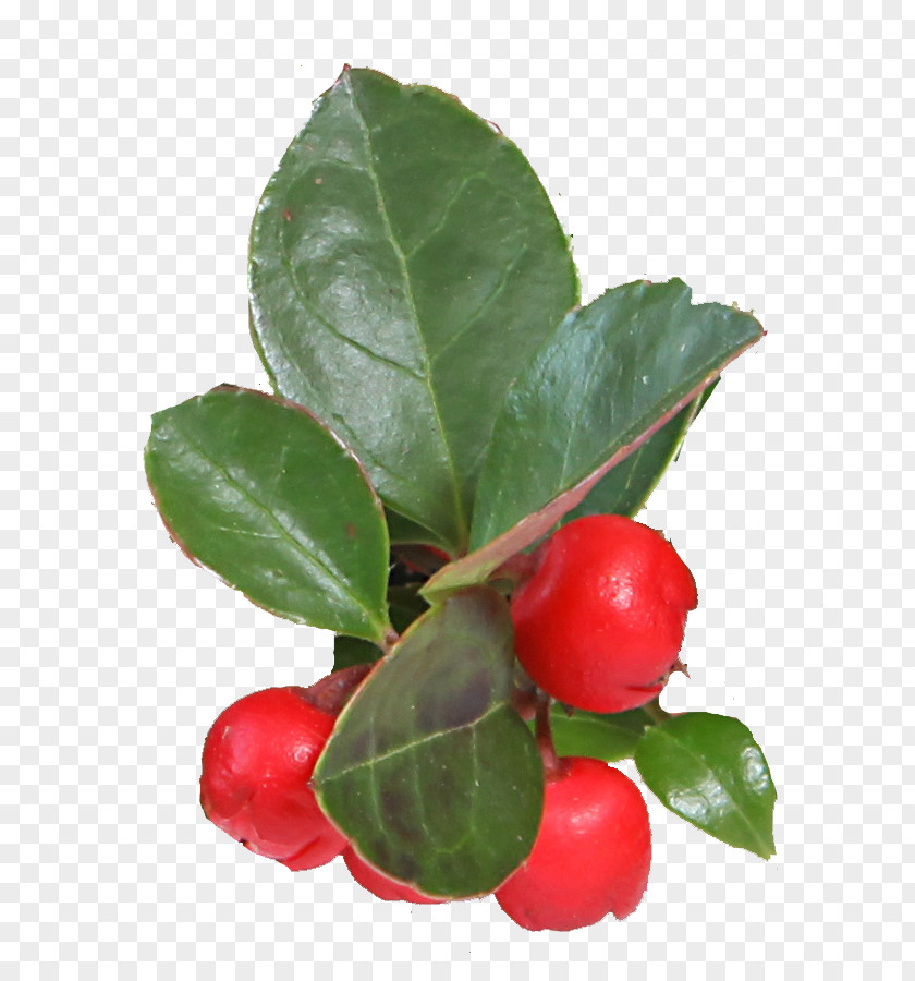 Vegetable Barbados Cherry Wintergreen Clove Gaultheria Procumbens PNG