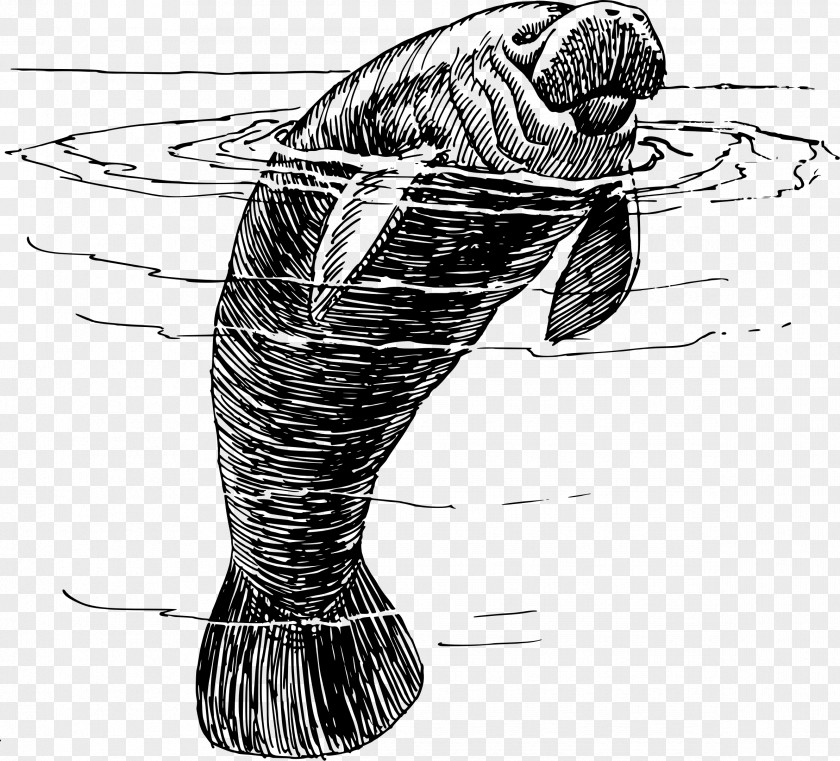 West Indian Manatee Save The Club Miami Manatees Drawing Clip Art PNG