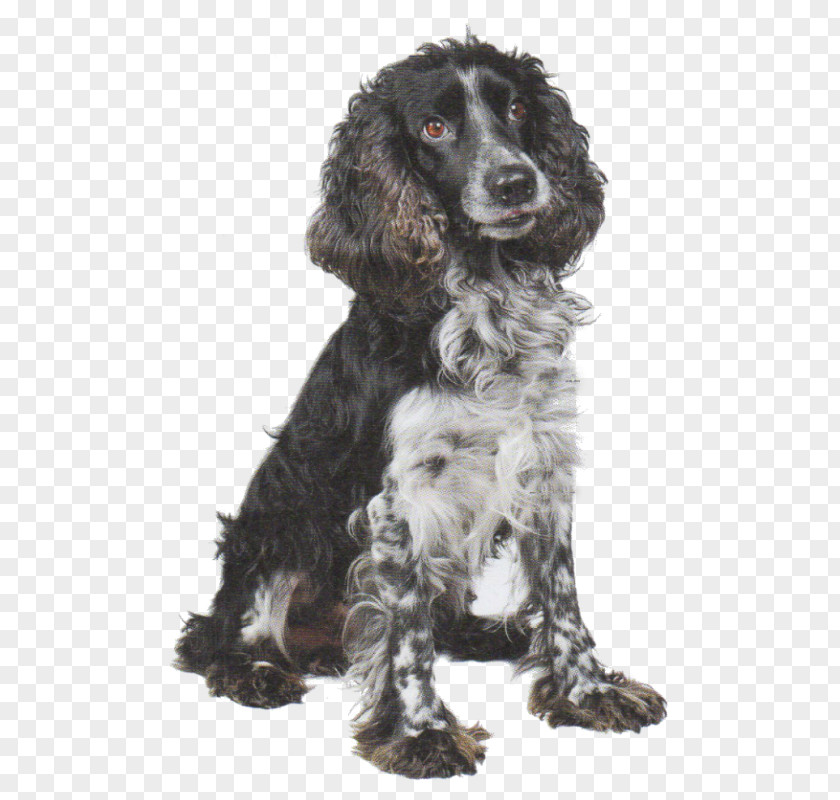 Cocker Spaniel Field American English Russian Springer PNG