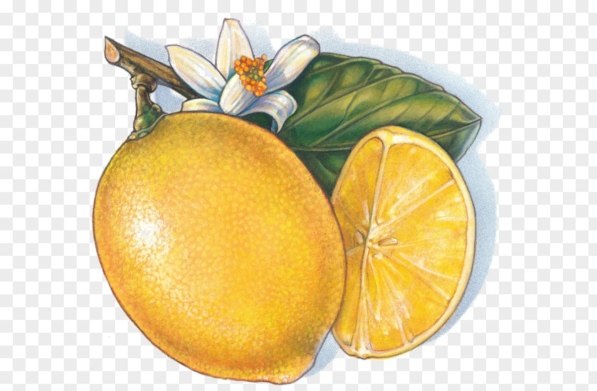 Golden Mango Fruit Clip Art PNG