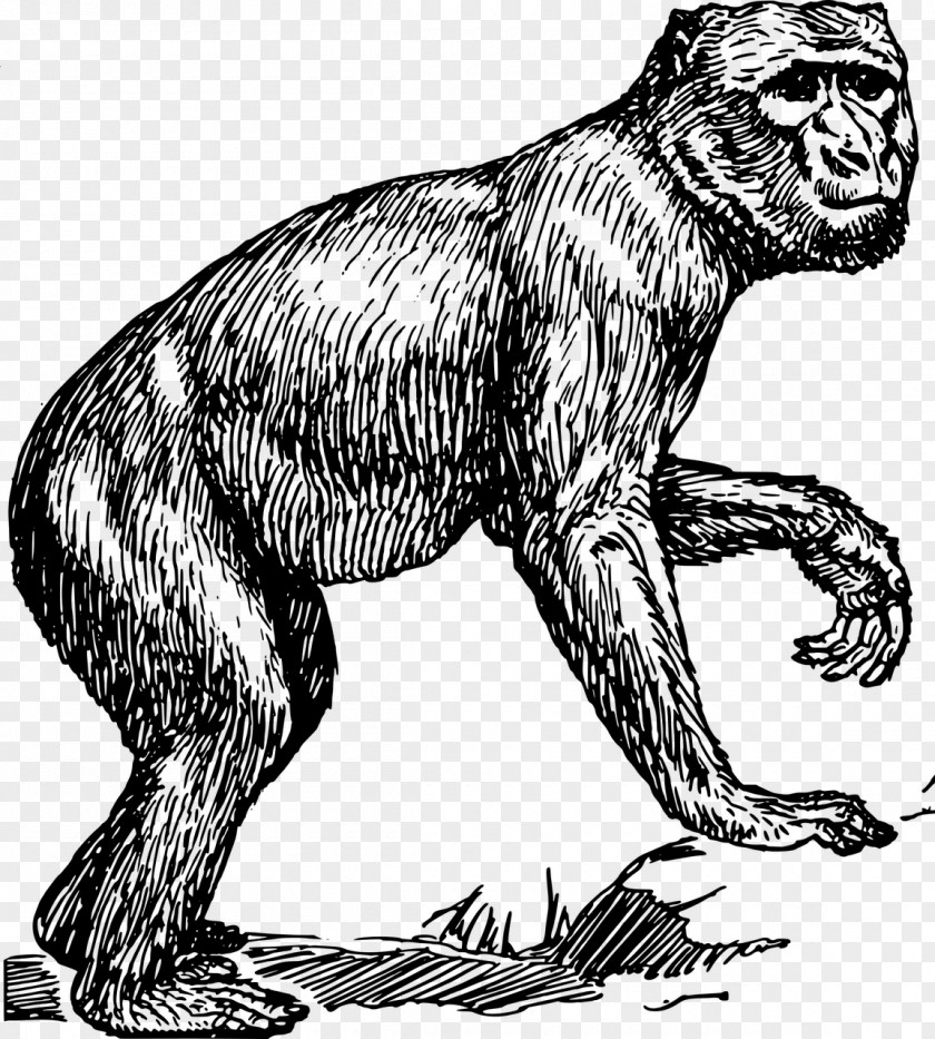 Monkey Primate Chimpanzee Barbary Macaque Clip Art PNG