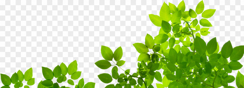 Oil Herbal Leaf Vegetable Pasta Salad Vinaigrette PNG