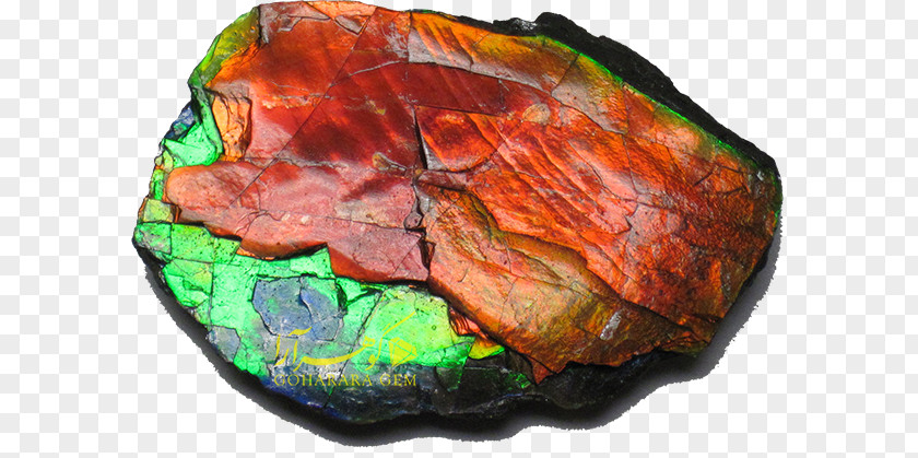 Rock Bearpaw Formation Ammolite Mineral Ammonites PNG
