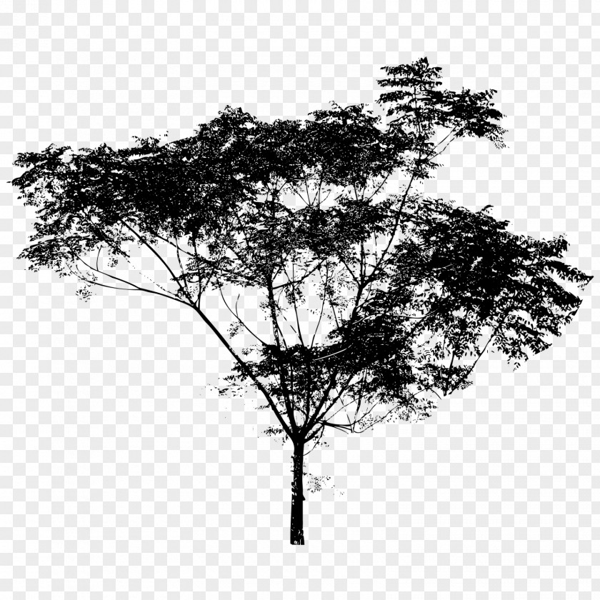 Silhouette Royalty-free Tree Drawing PNG