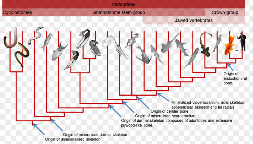 Amphibian Gnathostomata Hagfish Phylogenetic Tree Phylogenetics Evolution PNG