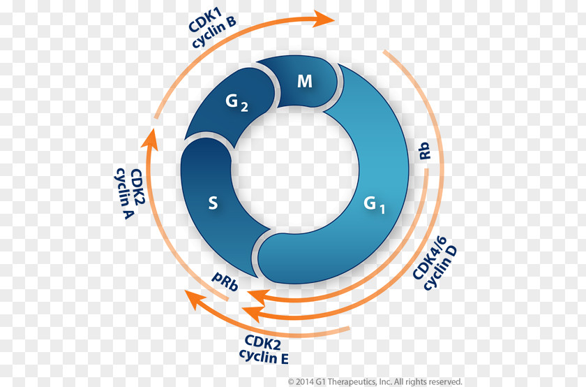 Cell Cycle Regulation Cyclin-dependent Kinase 4 Inhibitor Protein PNG