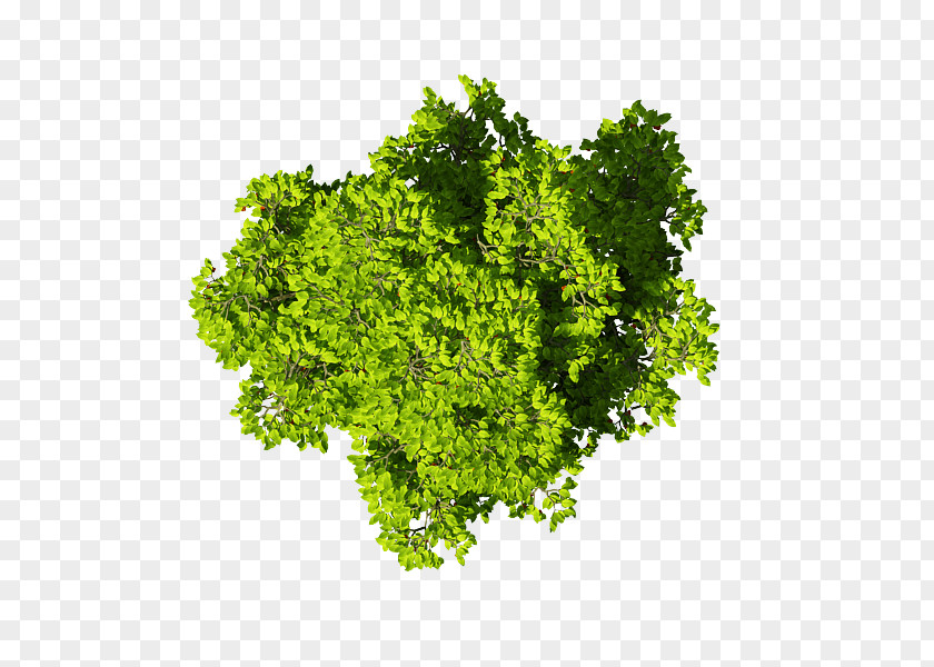 Leaf Vegetable Brassica Juncea Wasabi Parsley PNG