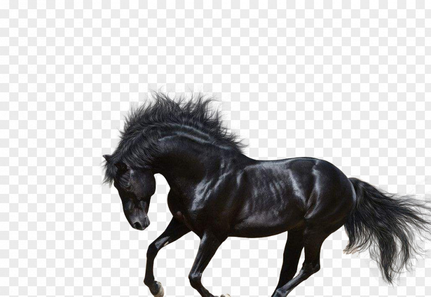 Pentium Horse Arabian Andalusian Trakehner American Quarter Stallion PNG