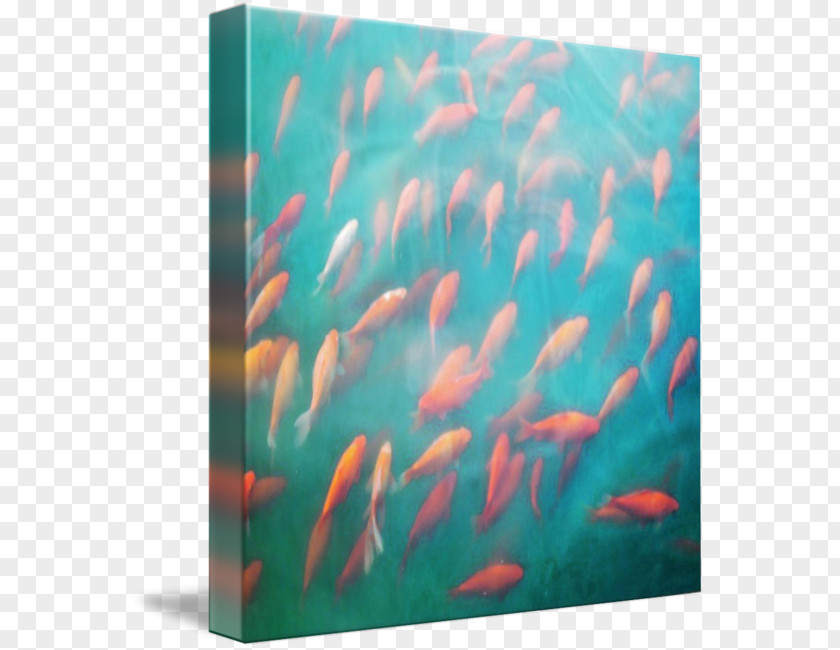 Swimming Poster Marine Biology Underwater Mammal Coral Reef Fish PNG