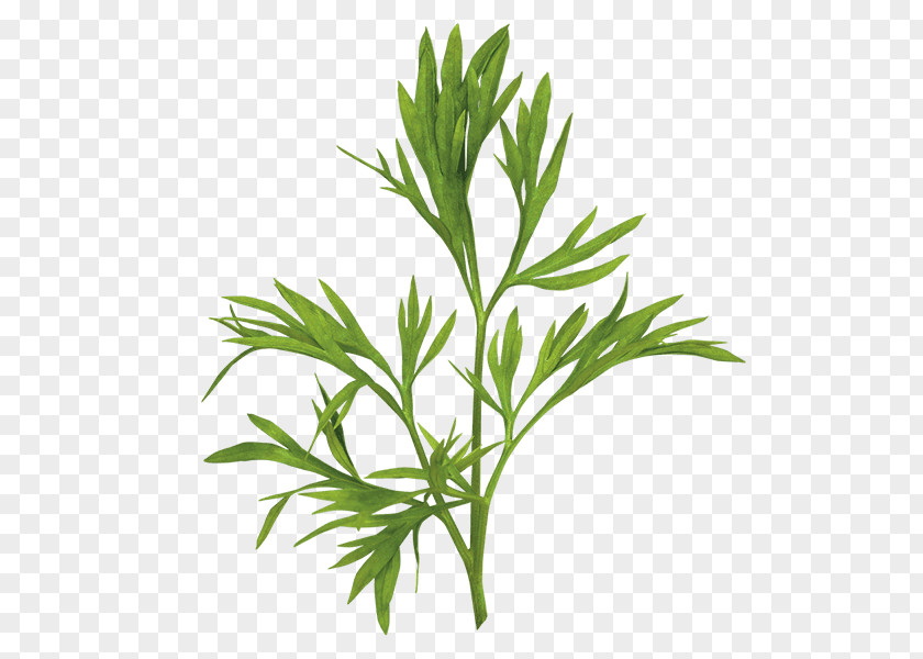 Coriander Herb Leaf Vegetable Confetti PNG