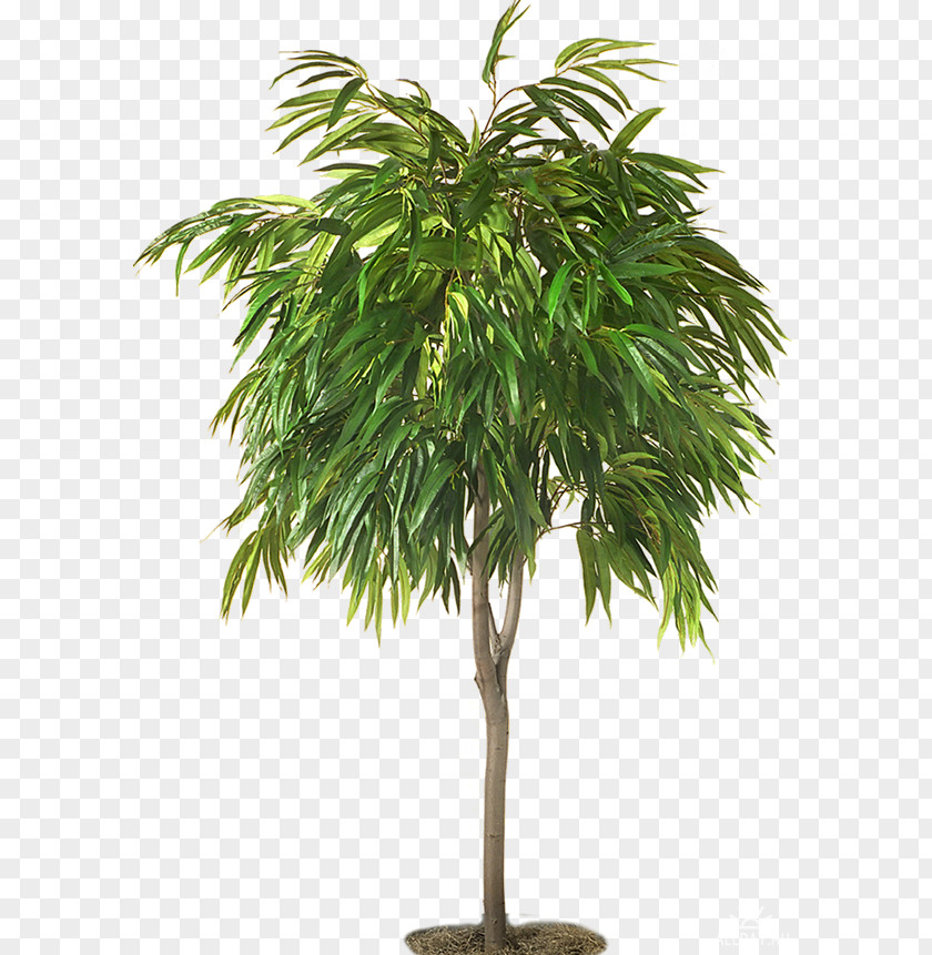 Light Weeping Fig Houseplant Tree Ficus Retusa PNG