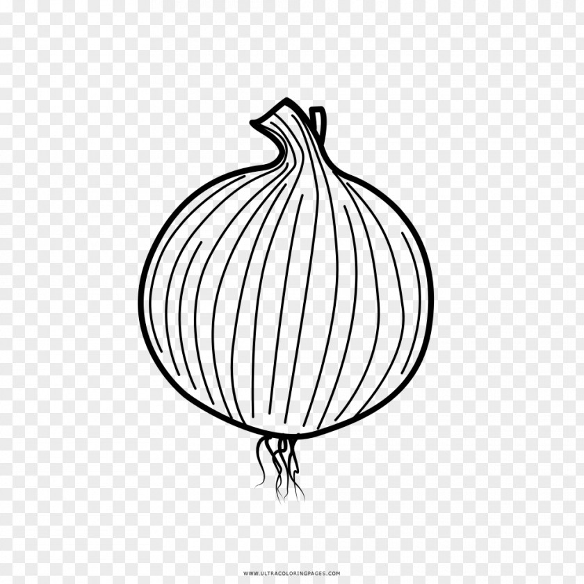 Onion Drawing Coloring Book PNG