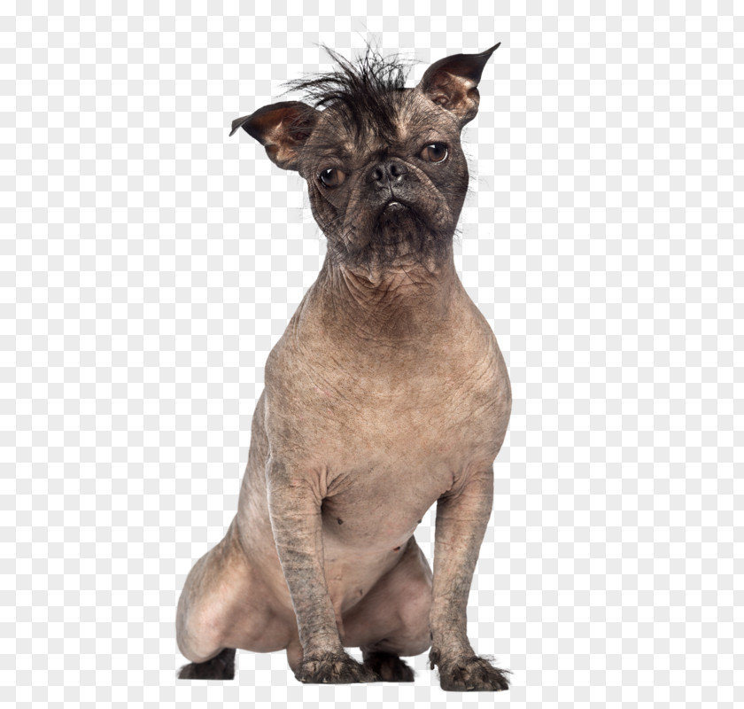 Puppy French Bulldog Chinese Crested Dog World's Ugliest Contest Yorkshire Terrier PNG