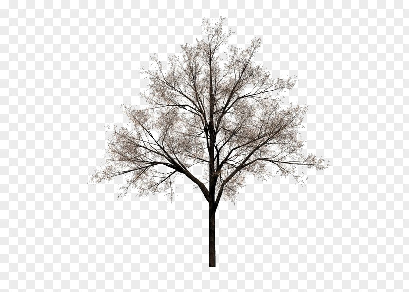 Winter Trees Tree Stock Photography PNG