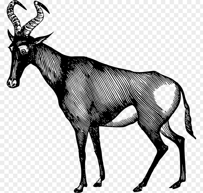 Antelope Gemsbok Horn Clip Art PNG