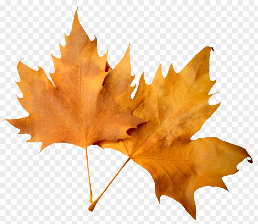Autumn Leaf Maple Deciduous PNG