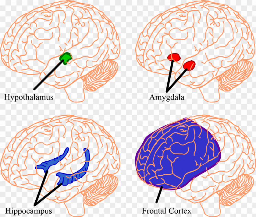 Brain Hippocampus Amygdala Hypothalamus Prefrontal Cortex PNG