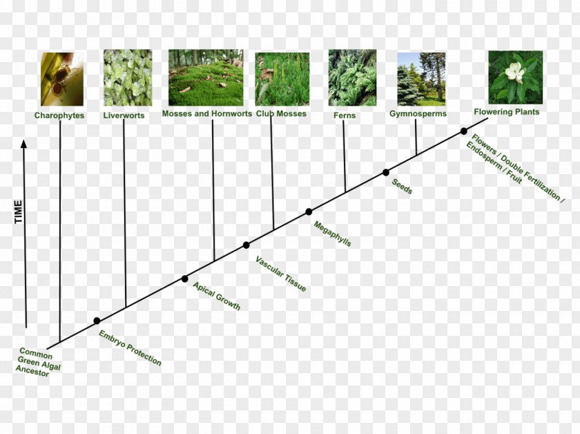 Evolutionary History Of Plants Green Algae Flowering Plant PNG