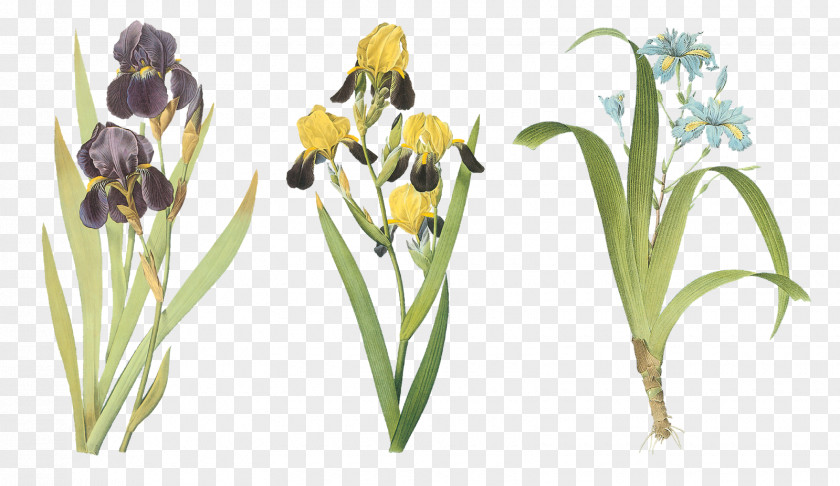 Flower Paper Iris Family Xiphium Art PNG