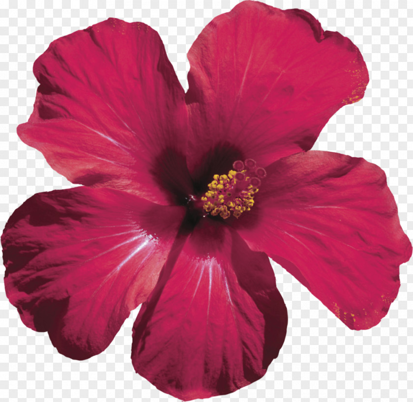 Hawaii Flower Hibiscus Tea Roselle Shoeblackplant PNG