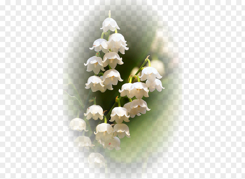 Lily Of The Valley Finland Flower Floral Emblem Lilium PNG