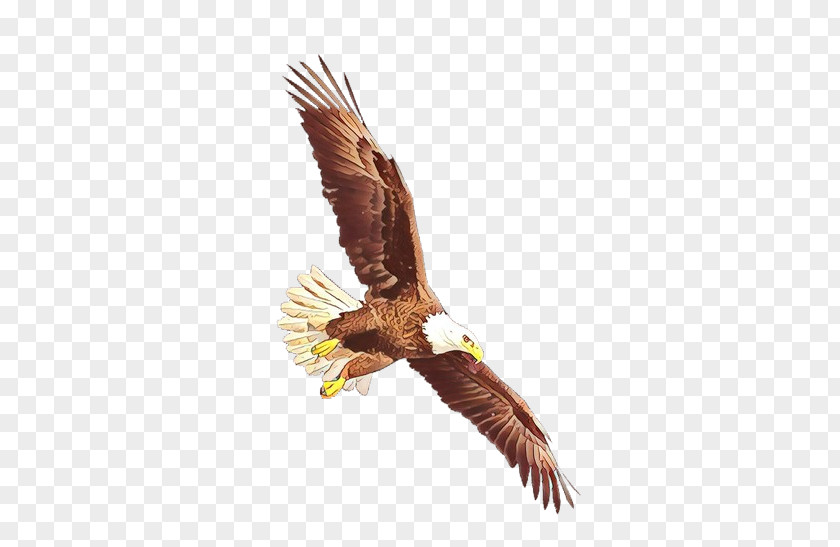 Northern Harrier Beak Bird Bald Eagle Of Prey Accipitridae PNG