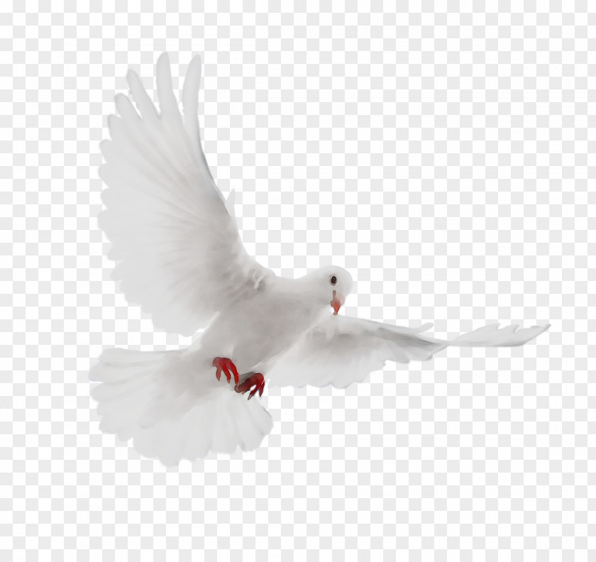 Pigeons And Doves Beak Feather PNG