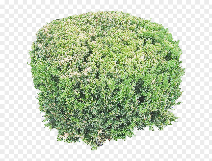 Plant Grass Green Shrub Tree PNG