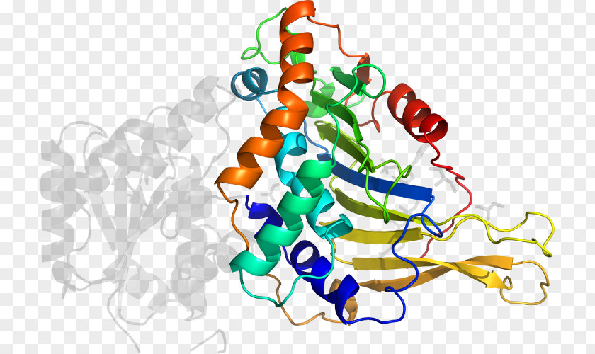 Glucose6phosphate Dehydrogenase Deficiency Clip Art Product Organism Line PNG
