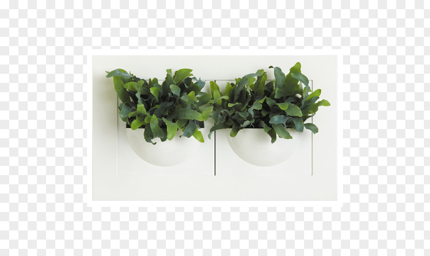 Green Wall Succulent Plant Leaf Flowerpot Vase PNG