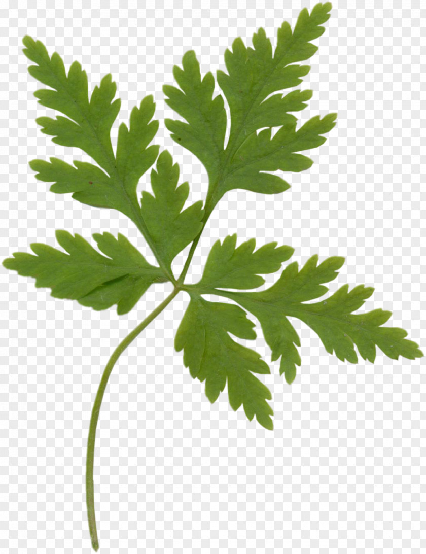 Herbs Leaf Vegetable Parsley Herb Coriander PNG