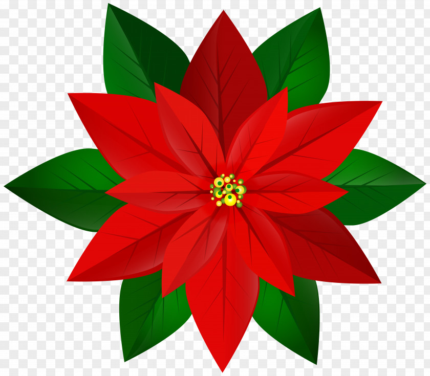 Christmas Red Poinsettia Clip Art Image PNG