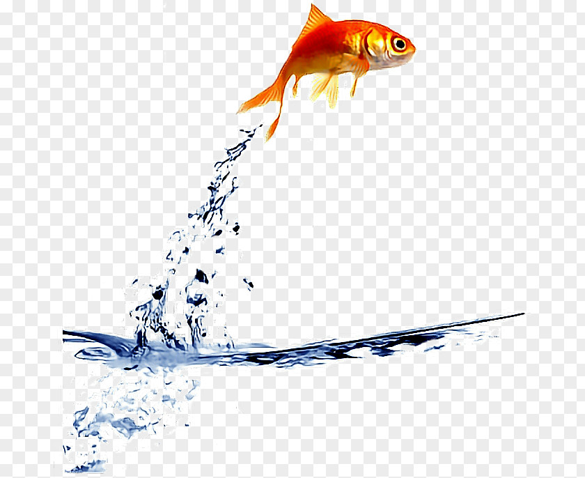 Goldfish Stock Photography Royalty-free PNG