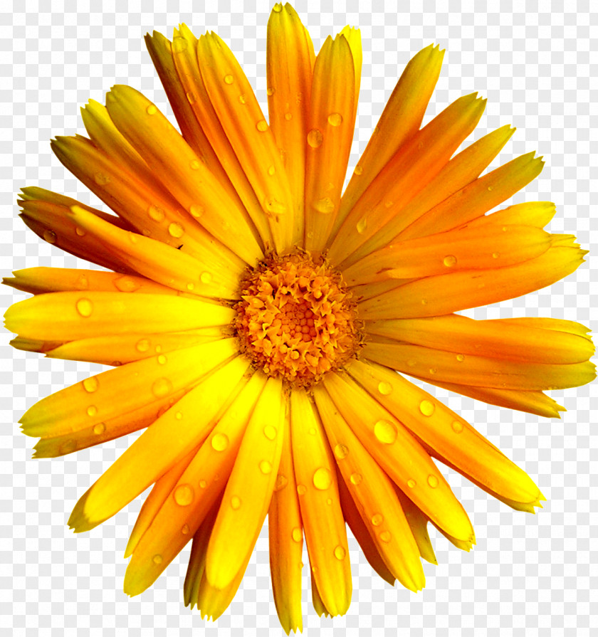 L German Chamomile Flower Download PNG