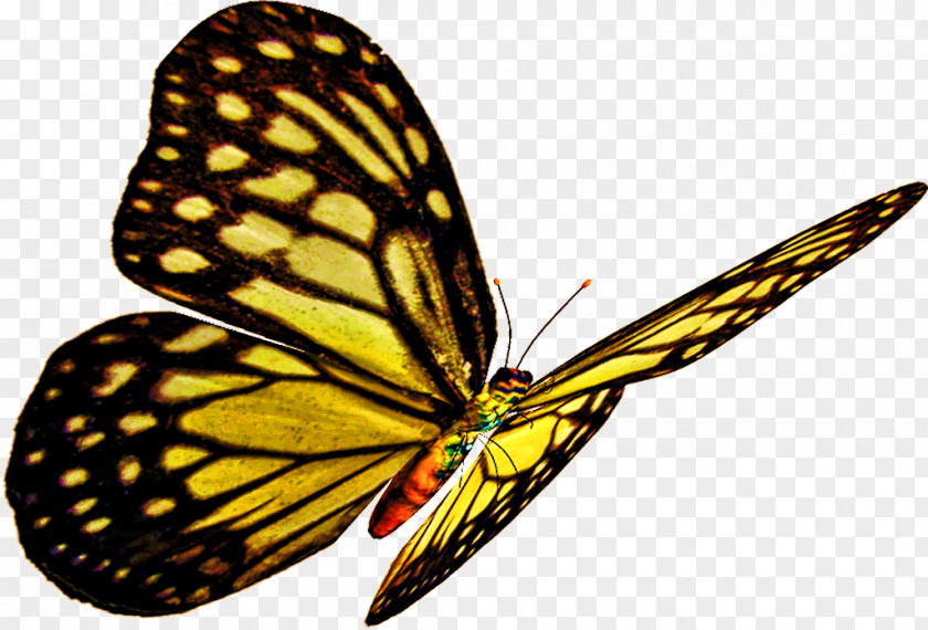 Lycaenid Argynnis Monarch Butterfly Drawing PNG