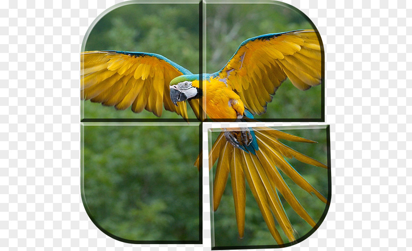 Parrot Bird Blue-and-yellow Macaw Hyacinth PNG