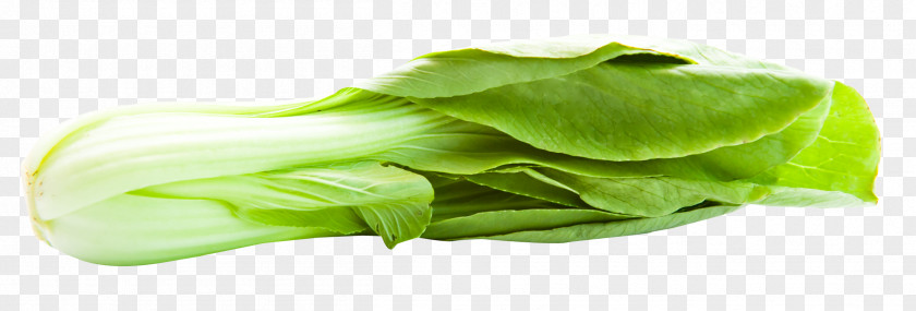 Bok Choy Romaine Lettuce Napa Cabbage PNG