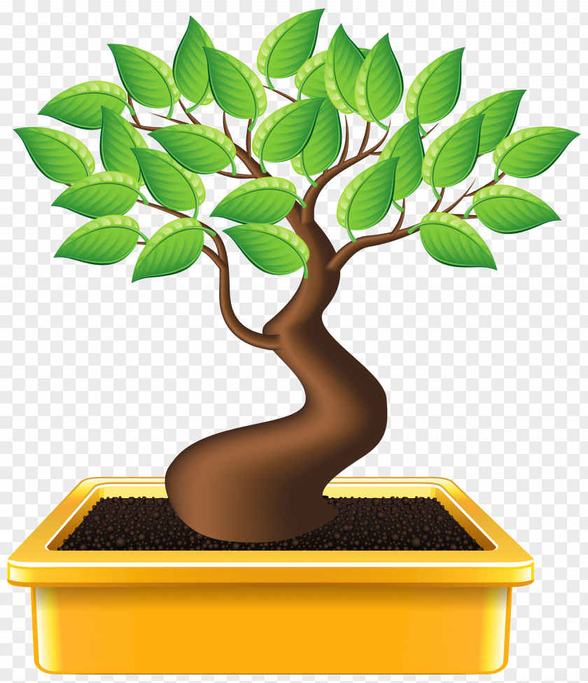 Bonsai Houseplant Tree Clip Art PNG