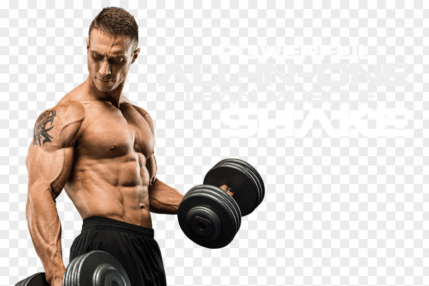 Muscle Bodybuilding Anabolism Physical Strength Protein PNG