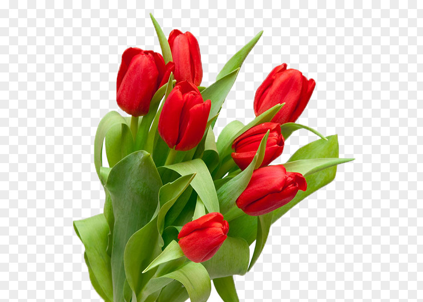 Wild Flowers Saint Petersburg Tulip Stock Photography Flower Bouquet PNG