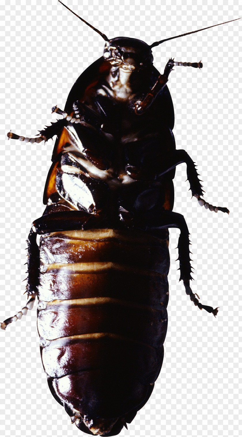 Beetle Souvenirs Entomologiques .. Termite PNG